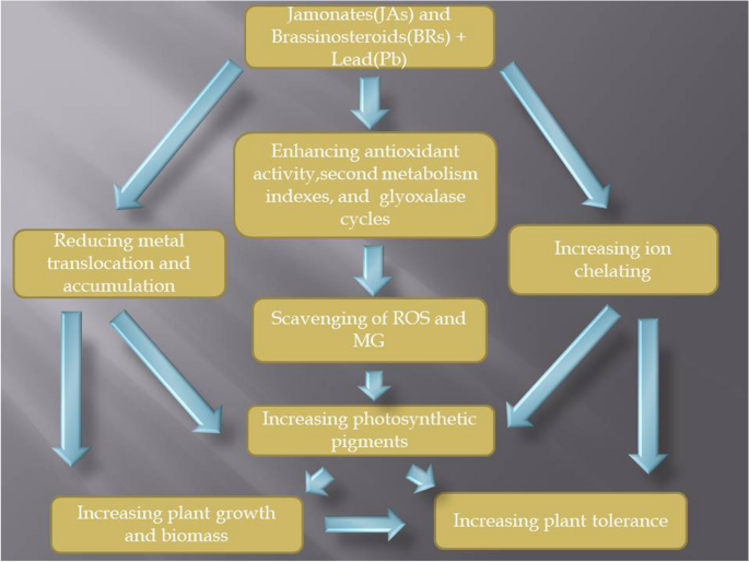 Exogenous application of jasmonates and brassinosteroids