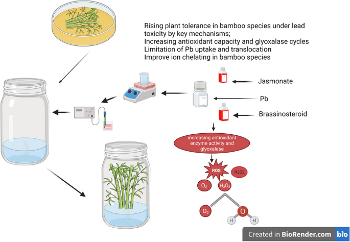 Exogenous application of jasmonates and brassinosteroids alleviates lead  toxicity in bamboo by altering biochemical and physiological attributes