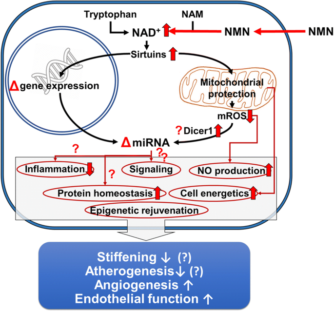 Nicotinamide mononucleotide (NMN) supplementation promotes anti-aging 