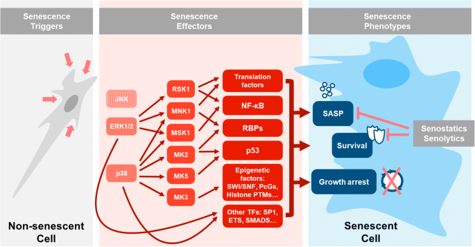 Regulation of senescence traits by MAPKs | GeroScience