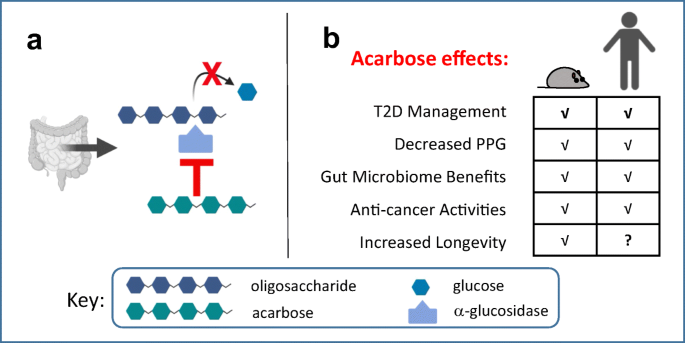 acarbose glp-1 Diabetes medications as potential calorie restriction mimetics—a focus on  the alpha-glucosidase inhibitor acarbose | GeroScience
