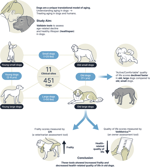 Evaluating instruments for assessing healthspan: a multi-center cross-sectional study on health-related quality of life (HRQL) and frailty in the companion dog