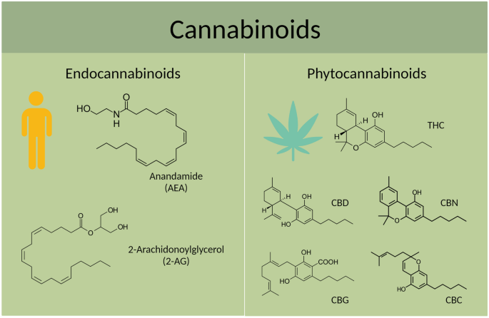 Cannabinoids and healthy ageing: the potential for extending healthspan and  lifespan in preclinical models with an emphasis on Caenorhabditis elegans |  GeroScience