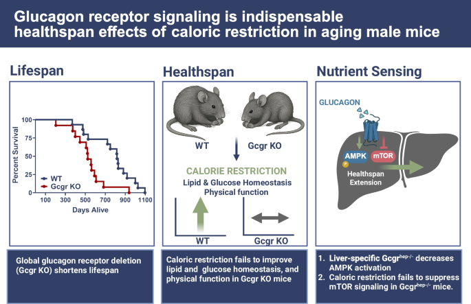 glp-1 drug history Oral Small-Molecule GLP-1 Receptor Agonists: Mechanistic Insights and  Emerging Therapeutic Strategies