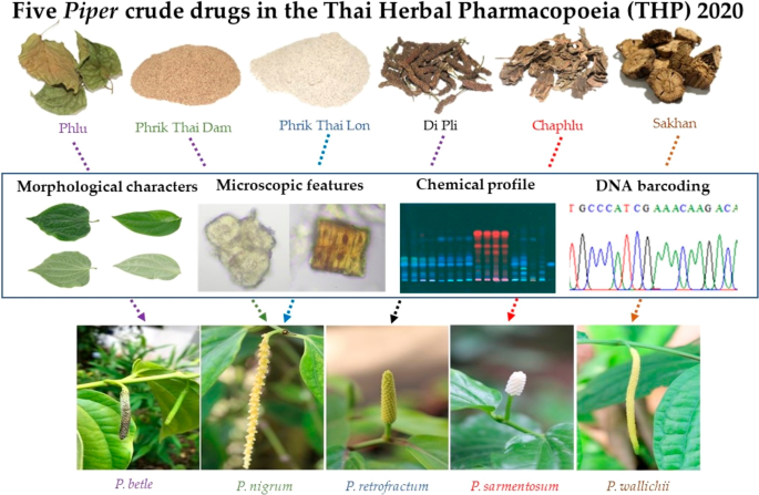 Conventional and molecular pharmacognostic characters integrated with  chemical profiles of five Piper plants in the Thai herbal pharmacopoeia and  their admixture/adulteration/substitution situations in Thailand | Journal  of Natural Medicines | Springer ...