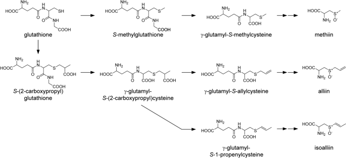 glutathione activity assay Glutathione GSH/GSSG Assay Kit