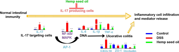 Hemp seed oil ameliorates DSS-induced ulcerative colitis in mice by altering transcriptomics and metabolomics
