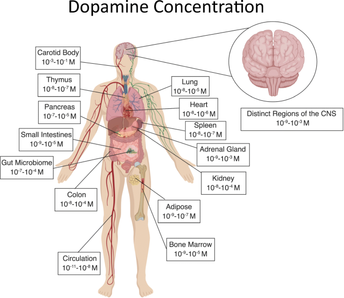 Dopamine: Structure, Crucial Functions And Adverse Effects