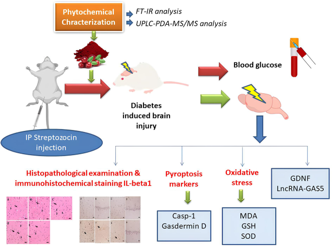 Cranberry Extract Ameliorates Diabetic Cognitive Impairment in Rats Via  LncRNA GAS-5 Downregulation and Pyroptosis Pathway Inhibition | Journal of  Neuroimmune Pharmacology | Springer Nature Link