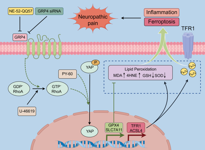 Inhibition of GPR4 Ameliorates Neuropathic Pain and Neuronal Ferroptosis via Regulation of Spinal RhoA/YAP Signaling in Rats | Journal of Neuroimmune Pharmacology