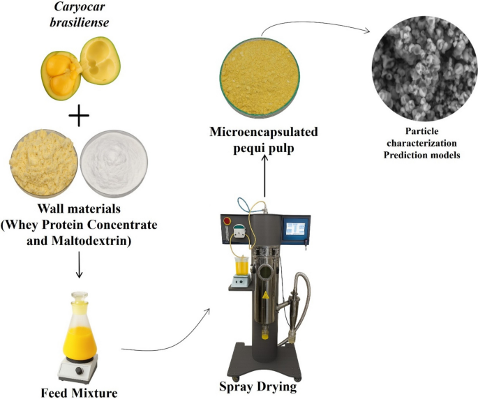 First-order Modeling of Wall Composition and Outlet Temperature Effects on Particle Morphology and Antioxidant Properties of Spray-dried Pequi (Caryocar brasiliense) Pulp Powders - Food Biophysics