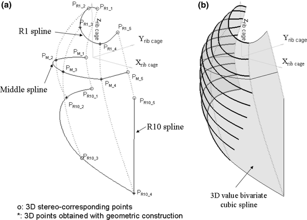 PDF) Rib Cage Measurement Reproducibility Using 3D Stereoradiographic  Reconstruction in Preoperative Adolescent Idiopathic Scoliosis