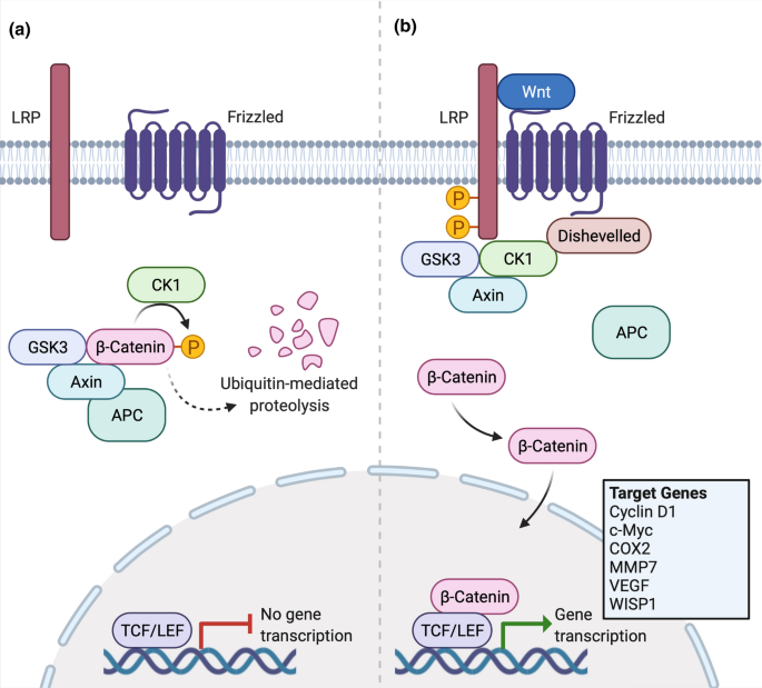 l carnitine autismweb Brain carnitine deficiency causes nonsyndromic autism with an extreme male  bias: A hypothesis - Beaudet - 2017 - BioEssays