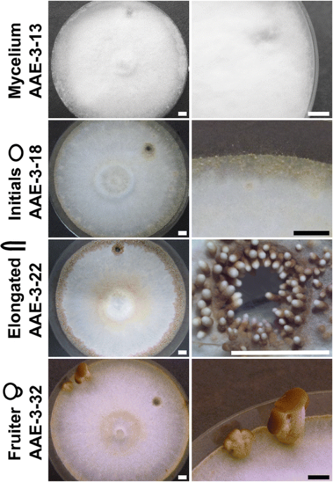 Mycélium d'agaric rubicond bio