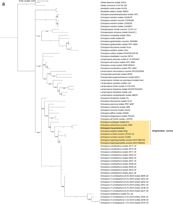 Octospora tucumanensis (Pezizales), a new bryophilous ascomycete on  Dimerodontium balansae (Bryophyta) from Argentina