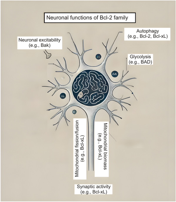 Multifaceted Roles of Bcl-2 Family Proteins: Regulatory Roles in Apoptosis, Physiological Functions, and Therapeutic Potential | Current Medical Science
