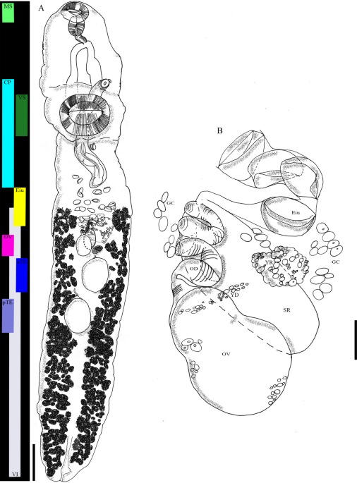 Stenochironomus roquei n. sp., pupa. A, frontal apotome, B