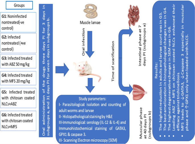 glutathione chem-impex int'l inc safety data sheet Appraisal of Chitosan-Coated Lipid Nano-Combination with Miltefosine and Albendazole in the Treatment of Murine Trichinellosis: Experimental Study with Evaluation of Immunological and Immunohistochemical Parameters | Acta Parasitologica best sellers