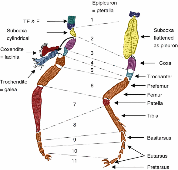 Phylogeny of Higher Taxa in Insecta: Finding Synapomorphies in the Extant  Fauna and Separating Them from Homoplasies