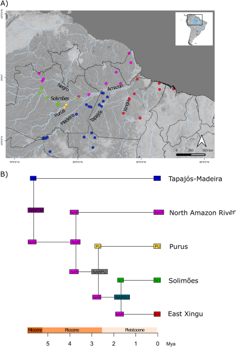 The Role of Vicariance and Paleoclimatic Shifts in the Diversification of  Uranoscodon superciliosus (Squamata, Tropiduridae) of the Amazonian  Floodplains | Evolutionary Biology