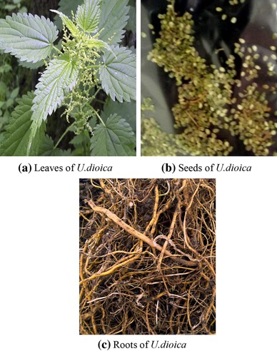 Stinging nettle – Urtica dioica - Plant & Pest Diagnostics