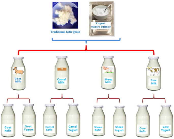 raw milk glutathione An in-vitro assessment of antifungal and antibacterial activity of cow, camel, ewe, and goat kefir and probiotic yogurt | Journal of Food Measurement and Characterization sensitive-skin-balm Size:3.4 fl. oz How BPC-157 and 'peptide