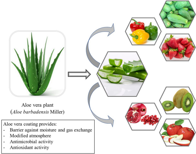 Bioactive properties and potential applications of Aloe vera gel edible  coating on fresh and minimally processed fruits and vegetables: a review |  Journal of Food Measurement and Characterization | Springer Nature Link