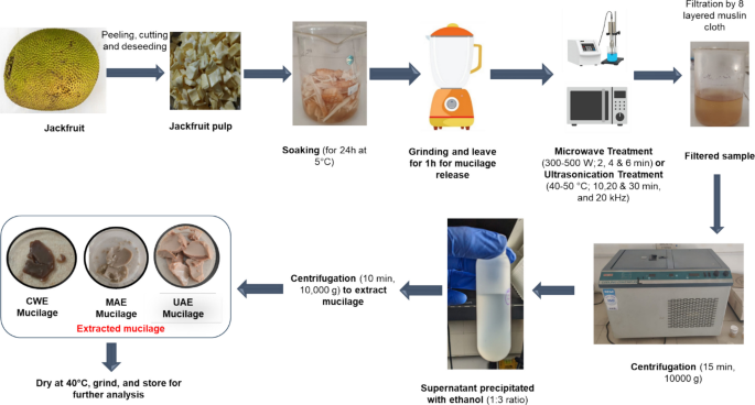 Effect of conventional, microwave and ultrasound-assisted extraction on the structural, thermal, and functional properties of jackfruit ( Artocarpus Heterophyllus ) mucilage