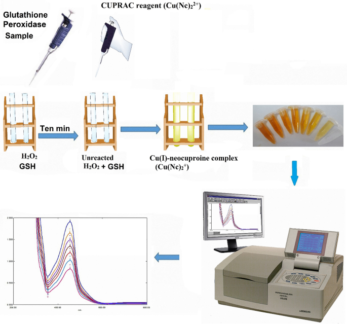 glutathione peroxidase blood test A validated method to assess glutathione peroxidase enzyme activity |  Chemical Papers