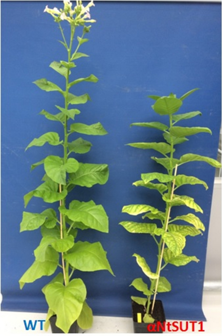 Role of sucrose and phloem–xylem interaction in recovery of water status  and hydraulic dehydration impacts in tobacco plants (Nicotiana tabacum) |  Acta Physiologiae Plantarum