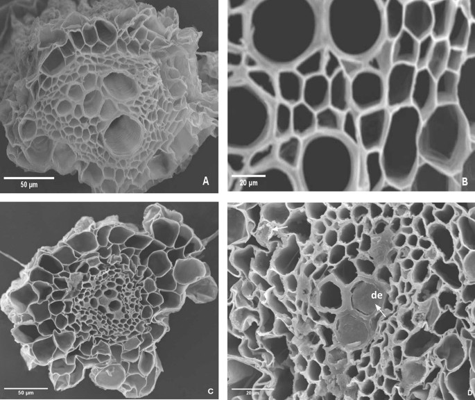 Adaptive responses of Alternanthera tenella Colla. to cadmium stress through physiology, elemental allocation and morpho-anatomical modifications | Acta Physiologiae Plantarum