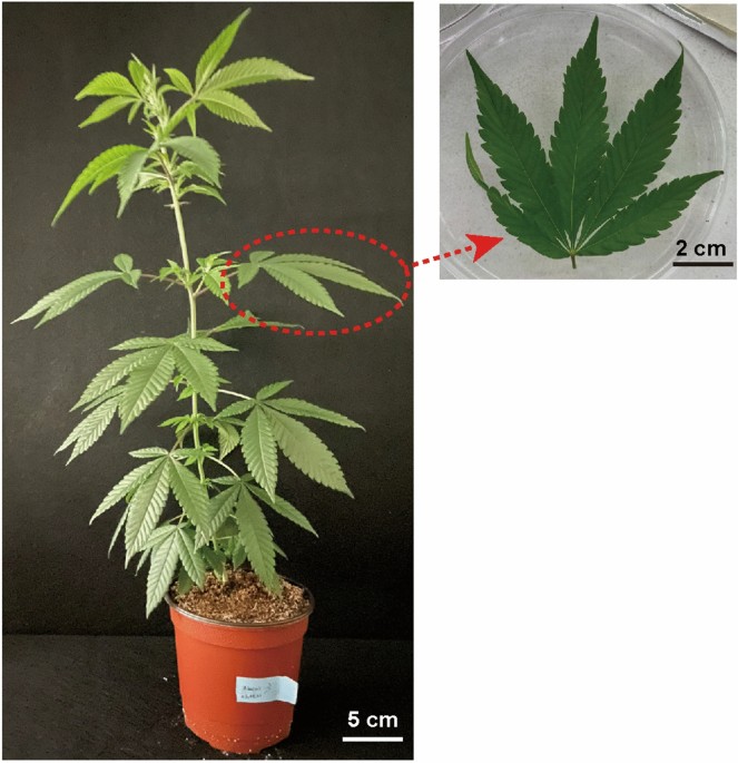 Establishment of efficient Cannabis (Cannabis sativa L.) protoplast  isolation and transient expression condition | Plant Biotechnology Reports  | Springer Nature Link