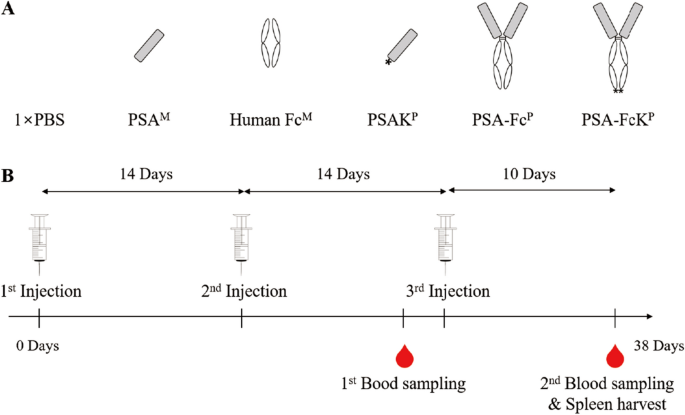 Immobilization of the IgG and Prostate Specific Antigen (PSA) on SU-8