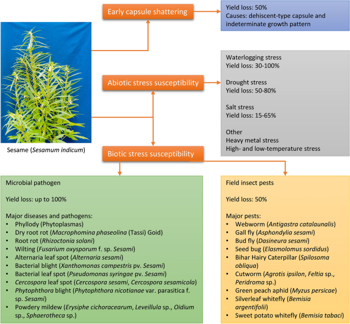 ishigaki l glutathione side effects Cardioprotective of Hydrogen Sulfide and Its Potential Therapeutic Implications in the Amelioration of Duchenne Muscular Dystrophy Cardiomyopathy Glutathione and Side Effects: What