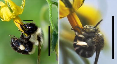 Bombus impatiens (Bumblebees)