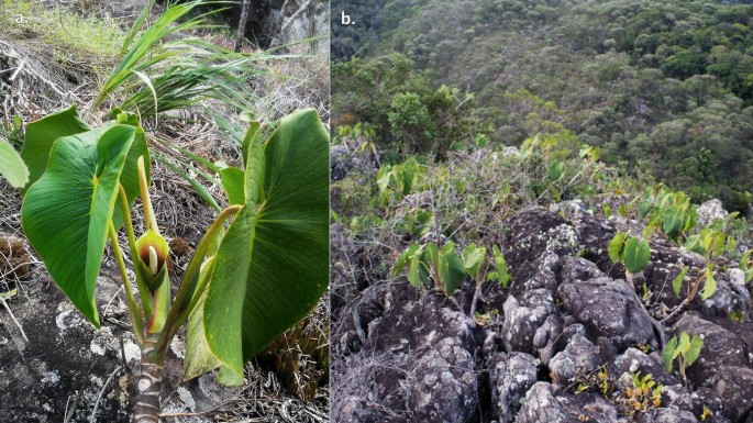 Pollination of endangered Philodendron cipoense (Araceae): floral scent  ensures the attraction of several specialized cyclocephaline beetle species  (Melolonthidae, Cyclocephalini) | Arthropod-Plant Interactions | Springer  Nature Link