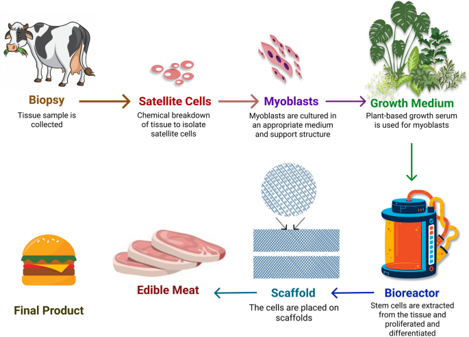 Tissue-like cultured fish fillets through a synthetic food