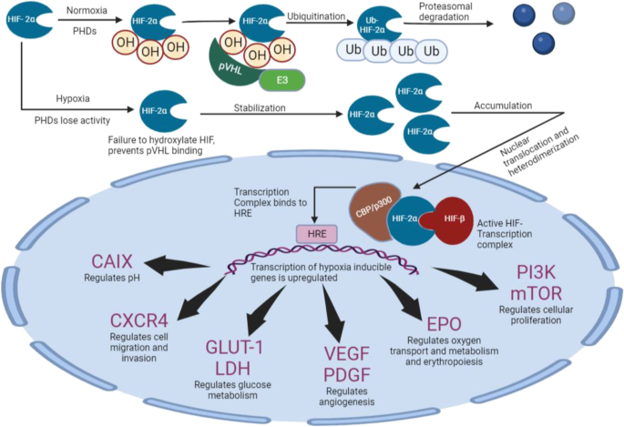 oral glutathione bioavailability clinical trial Oral delivery of glutathione: antioxidant function, barriers and strategies   ScienceOpen