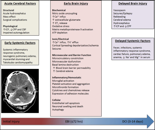 Frontiers  Delayed Cerebral Ischemia After Subarachnoid