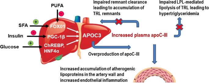 apolipoprotein c-ii cofactor for lipoprotein lipase Emerging Evidence that ApoC-III Inhibitors Provide Novel Options to Reduce  the Residual CVD | Current Atherosclerosis Reports