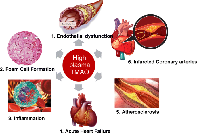 l arginine with l carnitine Effect of L-carnitine (LC), L-arginine (L-ARG), N-nitro-L-arginine