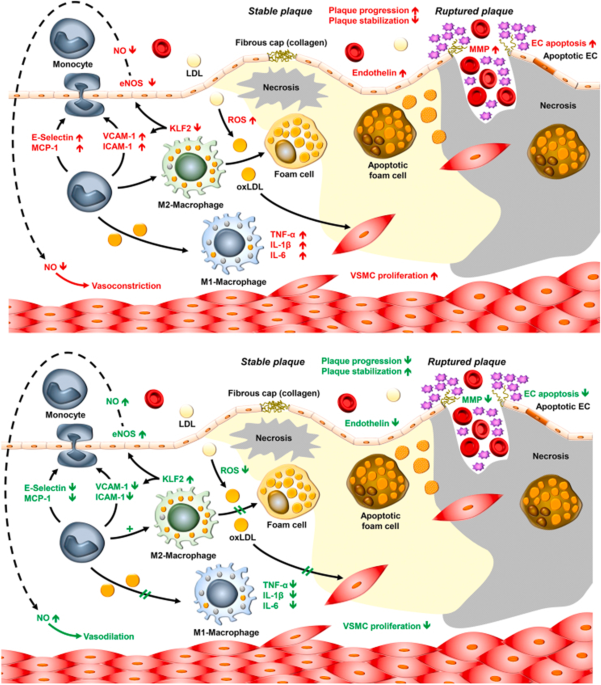 glp 1 cardiovascular disease GLP-1 Agonist to Treat Obesity and Prevent Cardiovascular Disease: What  Have We Achieved so Far? | Current Atherosclerosis Reports