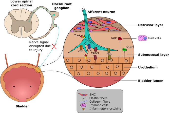 Growth properties of immortalized human bladder smooth muscle cells.