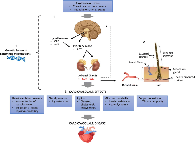 Cardiovascular Disease and Hair Cortisol: a Novel Biomarker of Chronic  Stress | Current Cardiology Reports