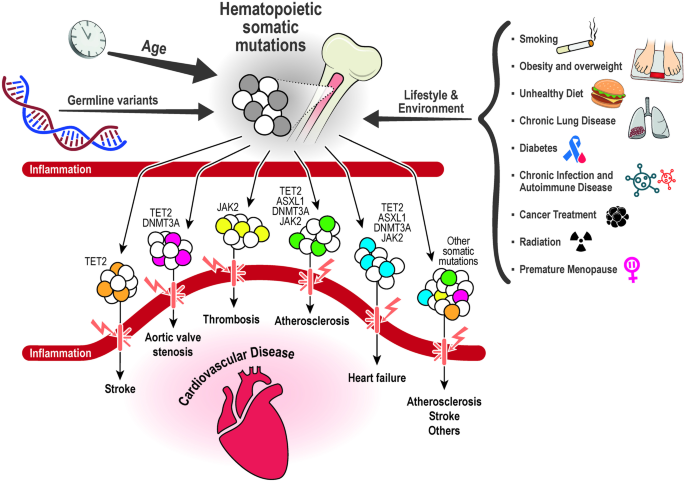 Distinction of lymphoid and myeloid clonal hematopoiesis