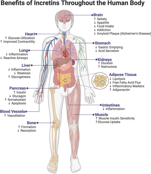 layla glp 1 reviews Curbing the Obesity Epidemic: Should GLP-1 Receptor Agonists Be the  Standard of Care for Obesity? | Current Cardiology Reports