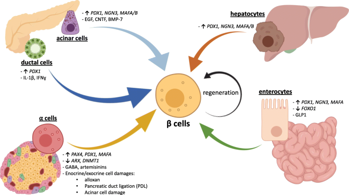 glp 1 beta cell regeneration How, When, and Where Do Human β-Cells Regenerate? | Current Diabetes  Reports