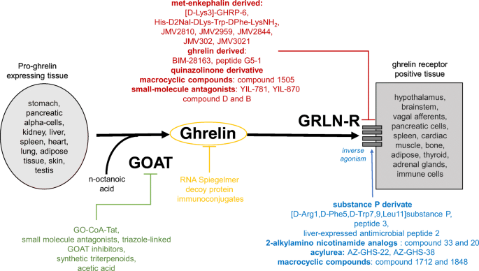 ipamorelin ghrelin receptor agonist growth hormone secretagogue mechanism Pharmacological Modulation of to Induce Weight Loss: Successes and Challenges | Current Diabetes Reports Pack:60 days Huile / Sérum Corporel Which Peptides Are Legal
