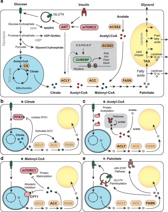 aod9604 inhibits lipogenesis The effects of a 14 day infusion of saline (control), or hGH on AOD 9064