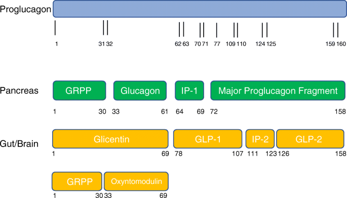 hers glp 1 pill Day 1 of GLP! Package pictures and a little of my experience: :  r/HersWeightloss